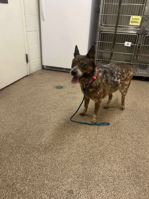 Picture of the Animal Listed