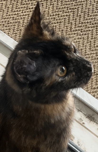 Picture of the Animal Listed