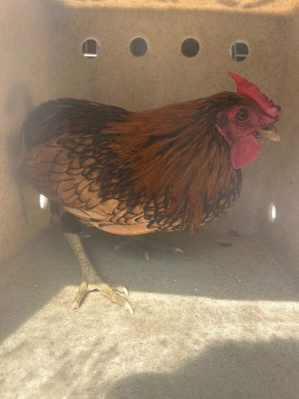 Picture of the Animal Listed