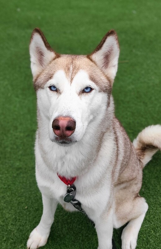 Picture of the Animal Listed