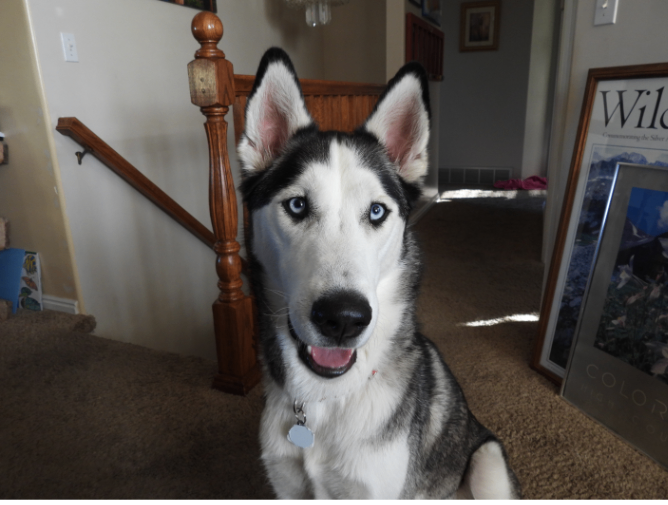 Picture of the Animal Listed