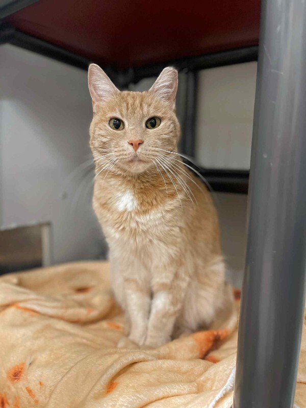 Picture of the Animal Listed