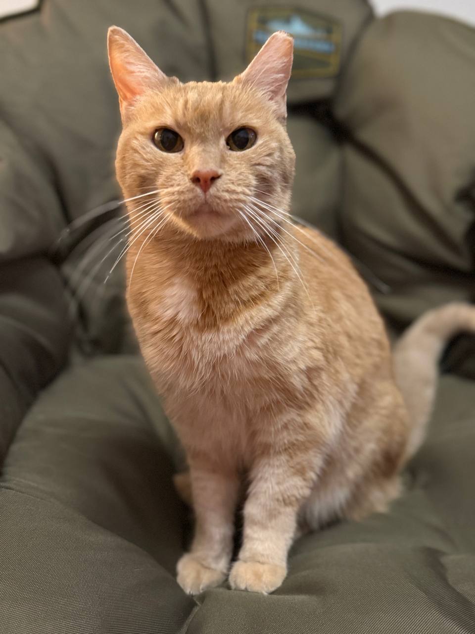 Picture of the Animal Listed