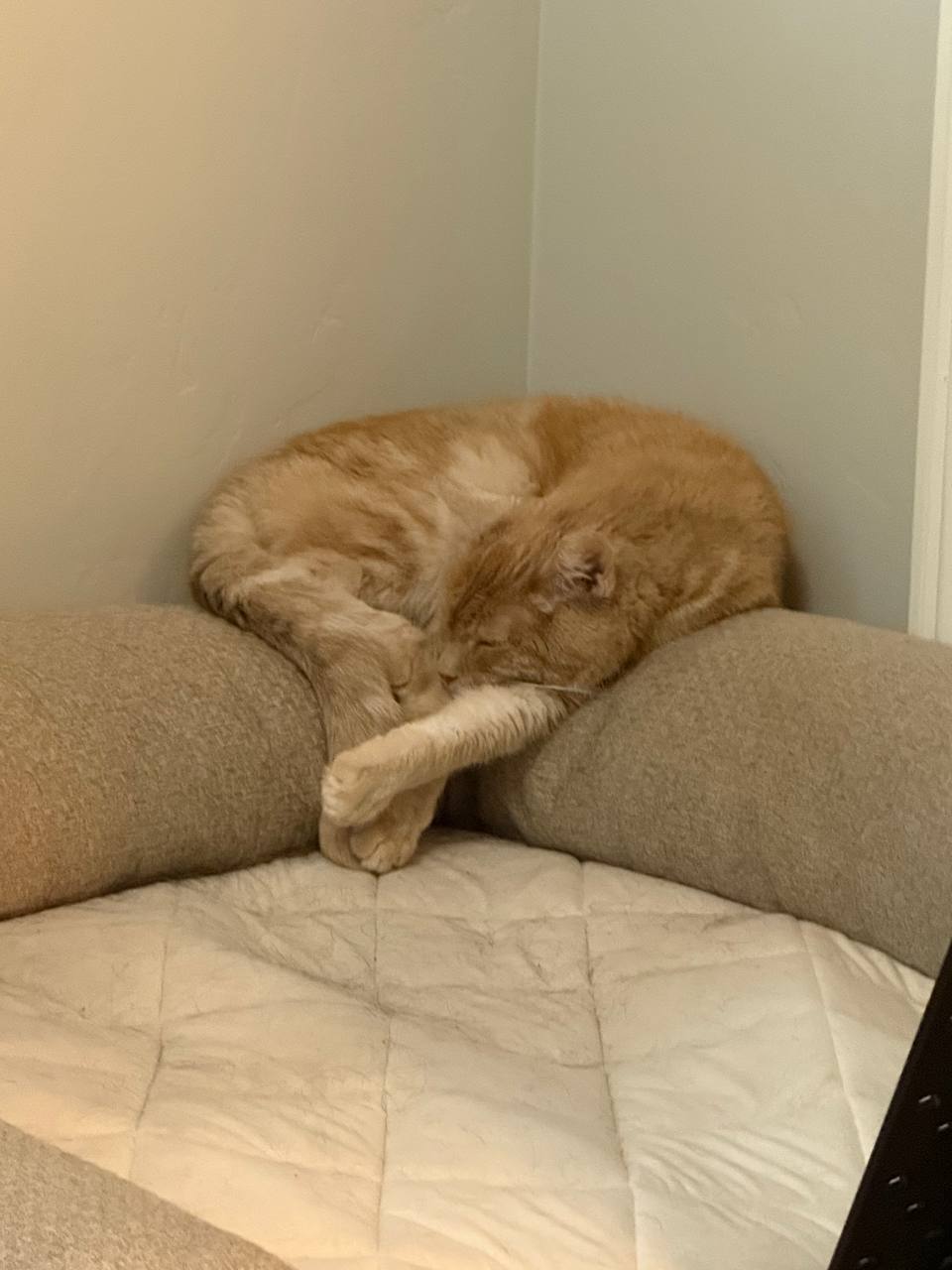 Picture of the Animal Listed