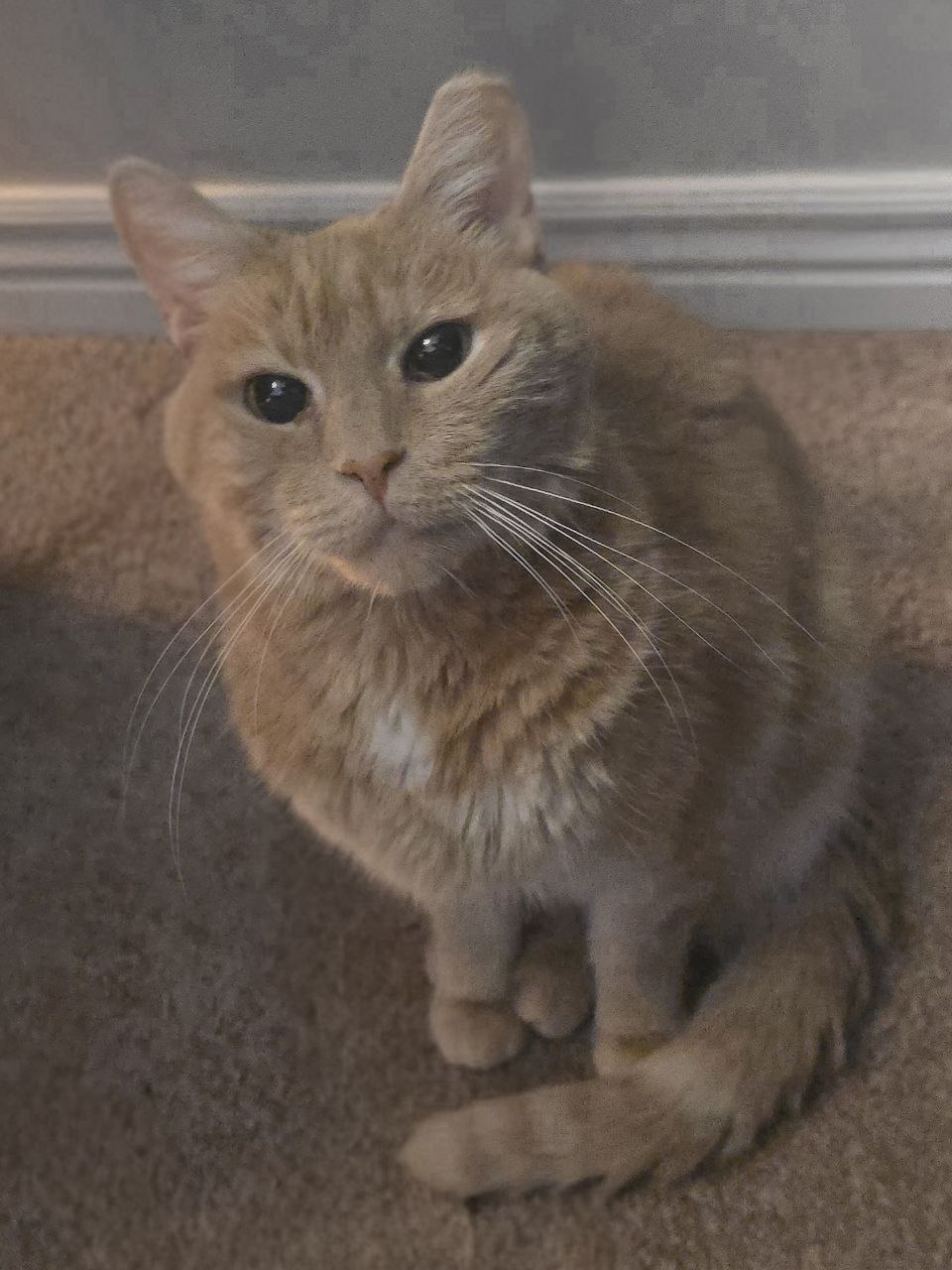 Picture of the Animal Listed