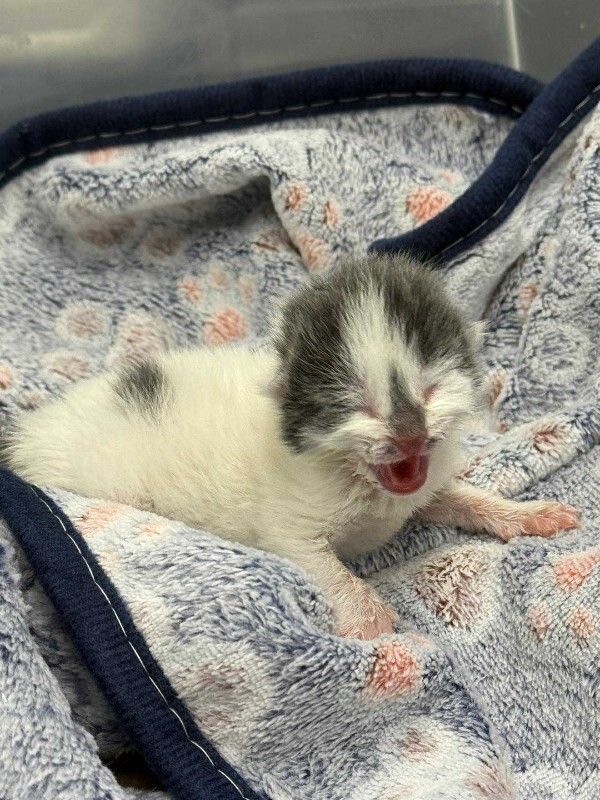 Picture of the Animal Listed