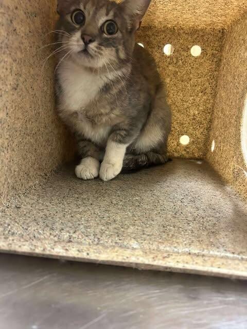 Picture of the Animal Listed