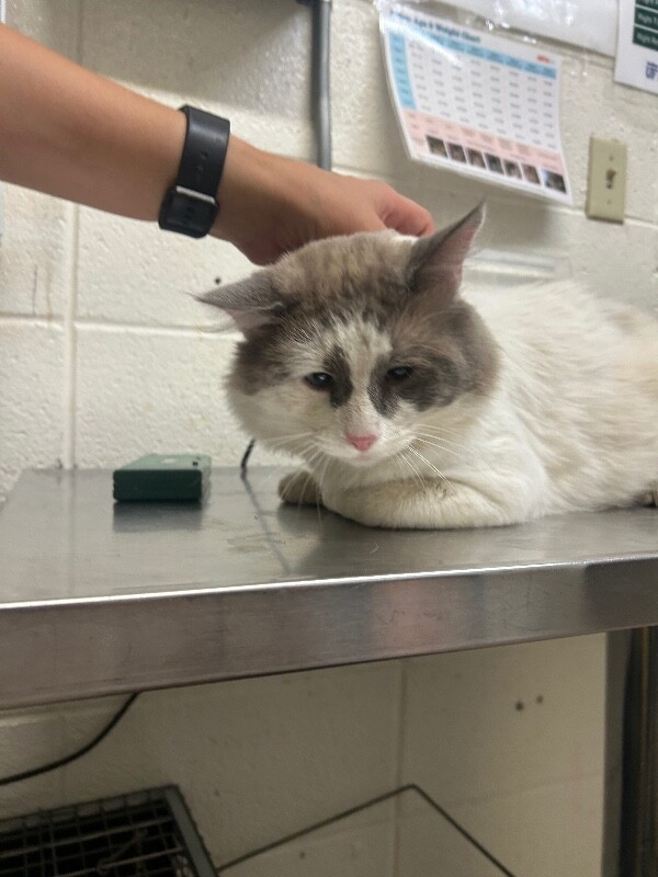 Picture of the Animal Listed