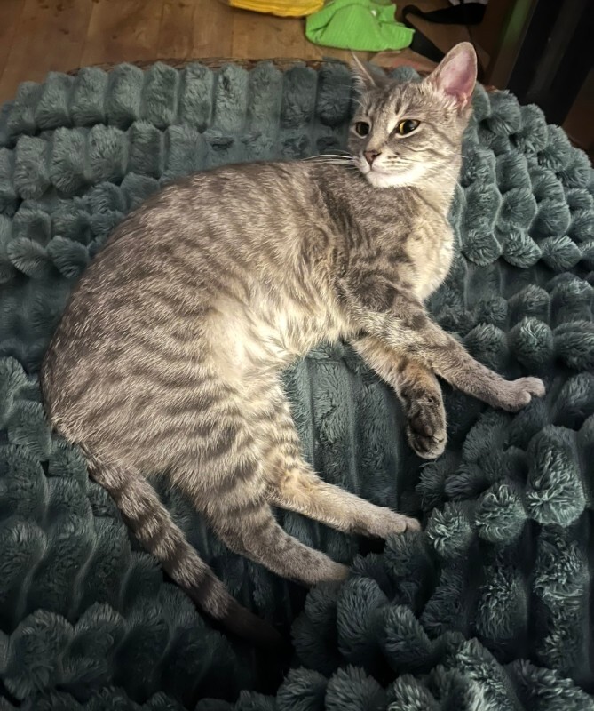 Picture of the Animal Listed
