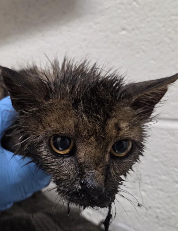 Picture of the Animal Listed
