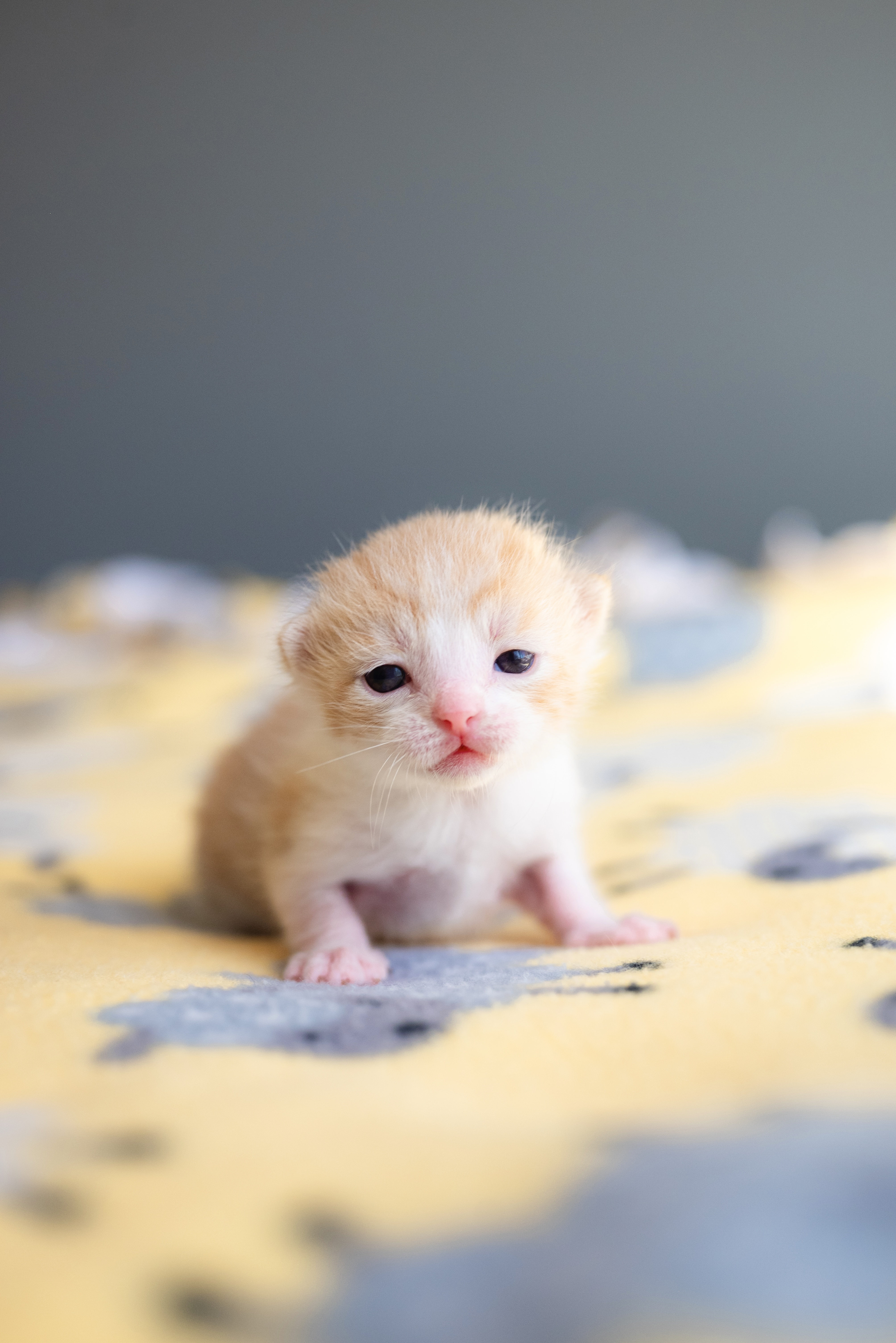 Picture of the Animal Listed