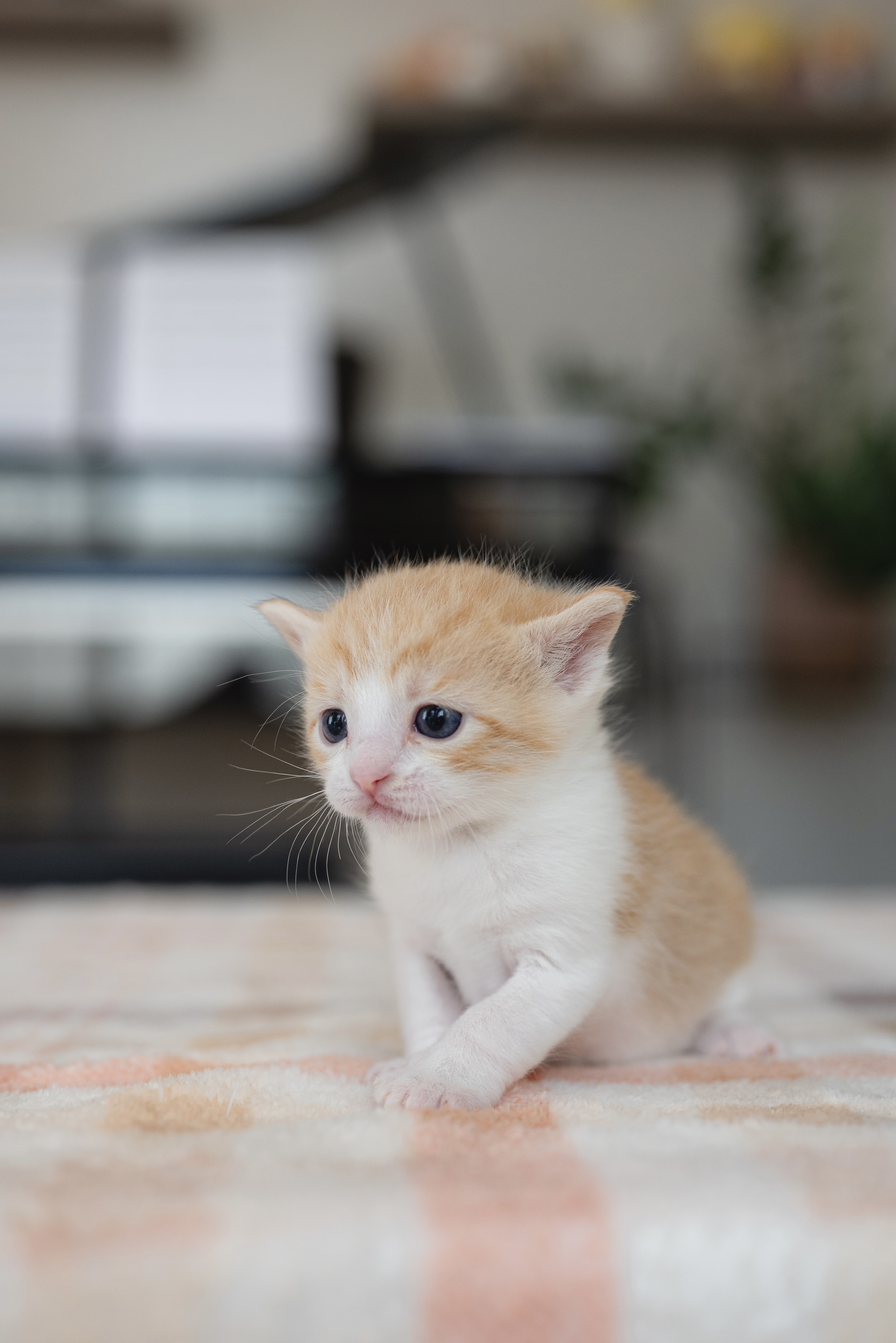 Picture of the Animal Listed