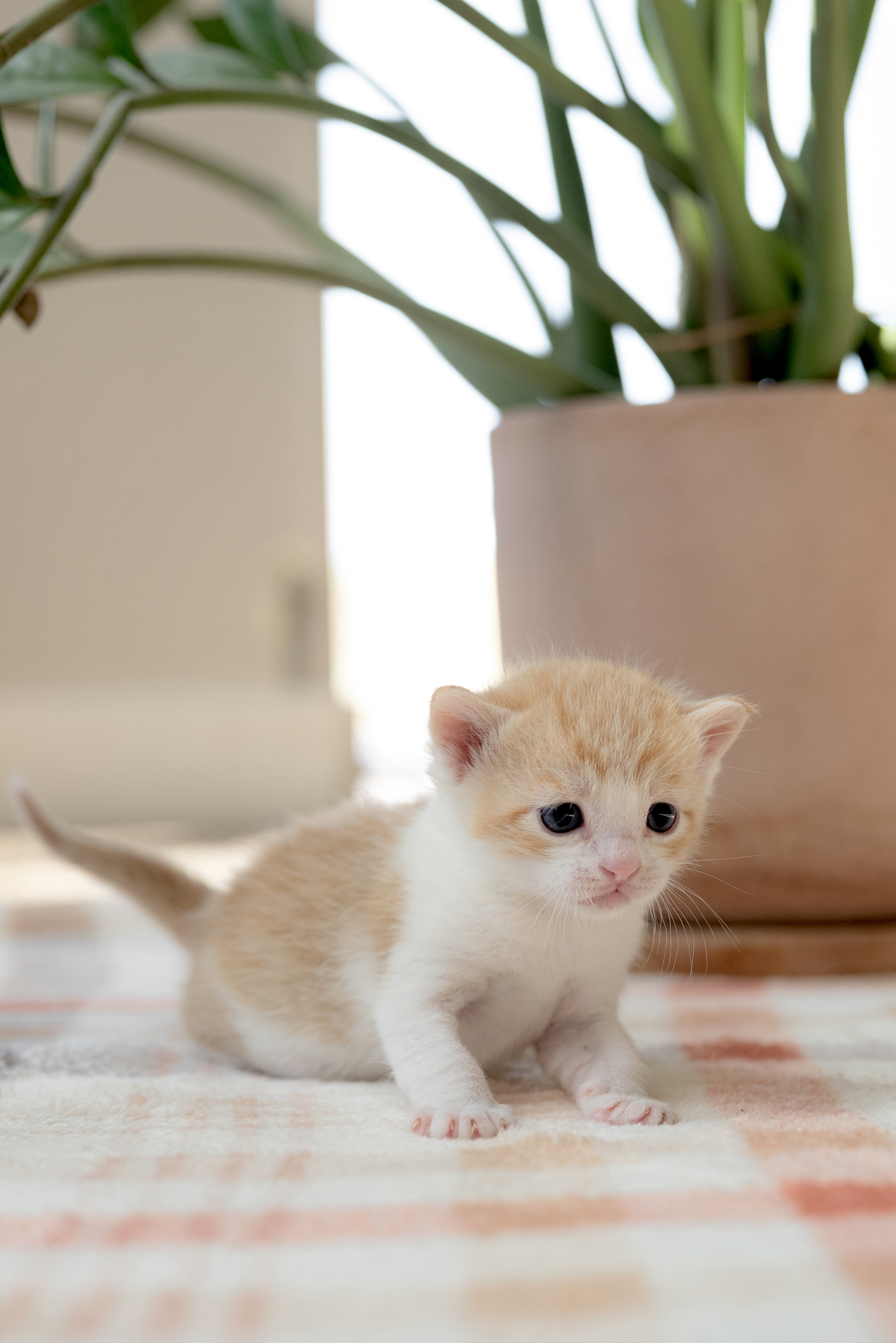 Picture of the Animal Listed