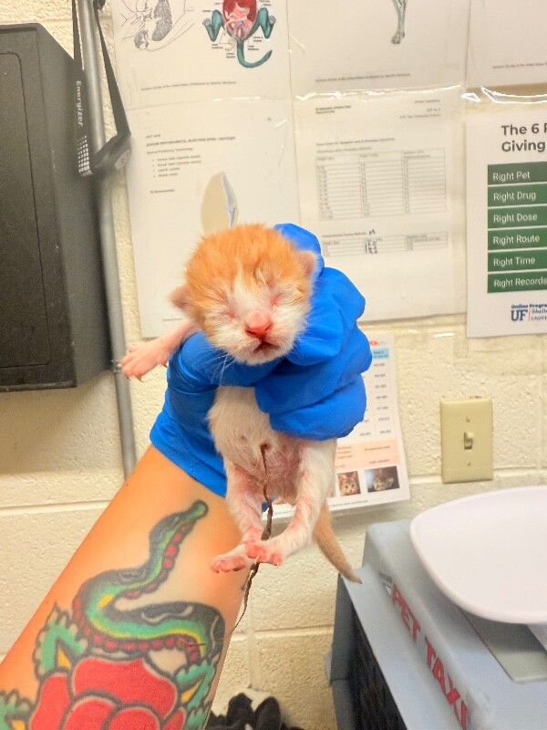 Picture of the Animal Listed