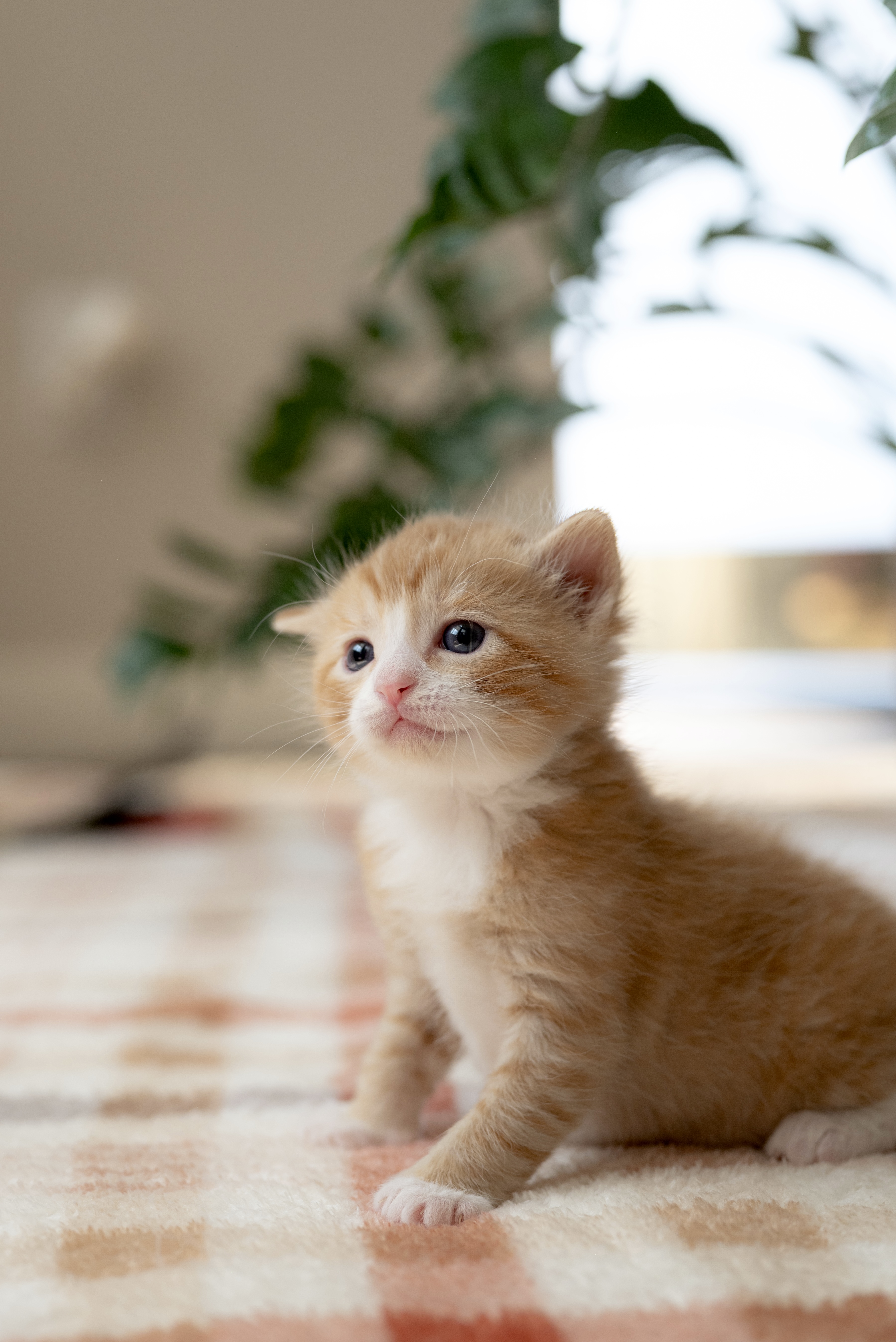 Picture of the Animal Listed