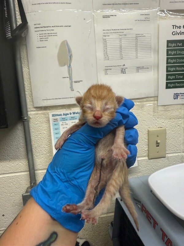 Picture of the Animal Listed