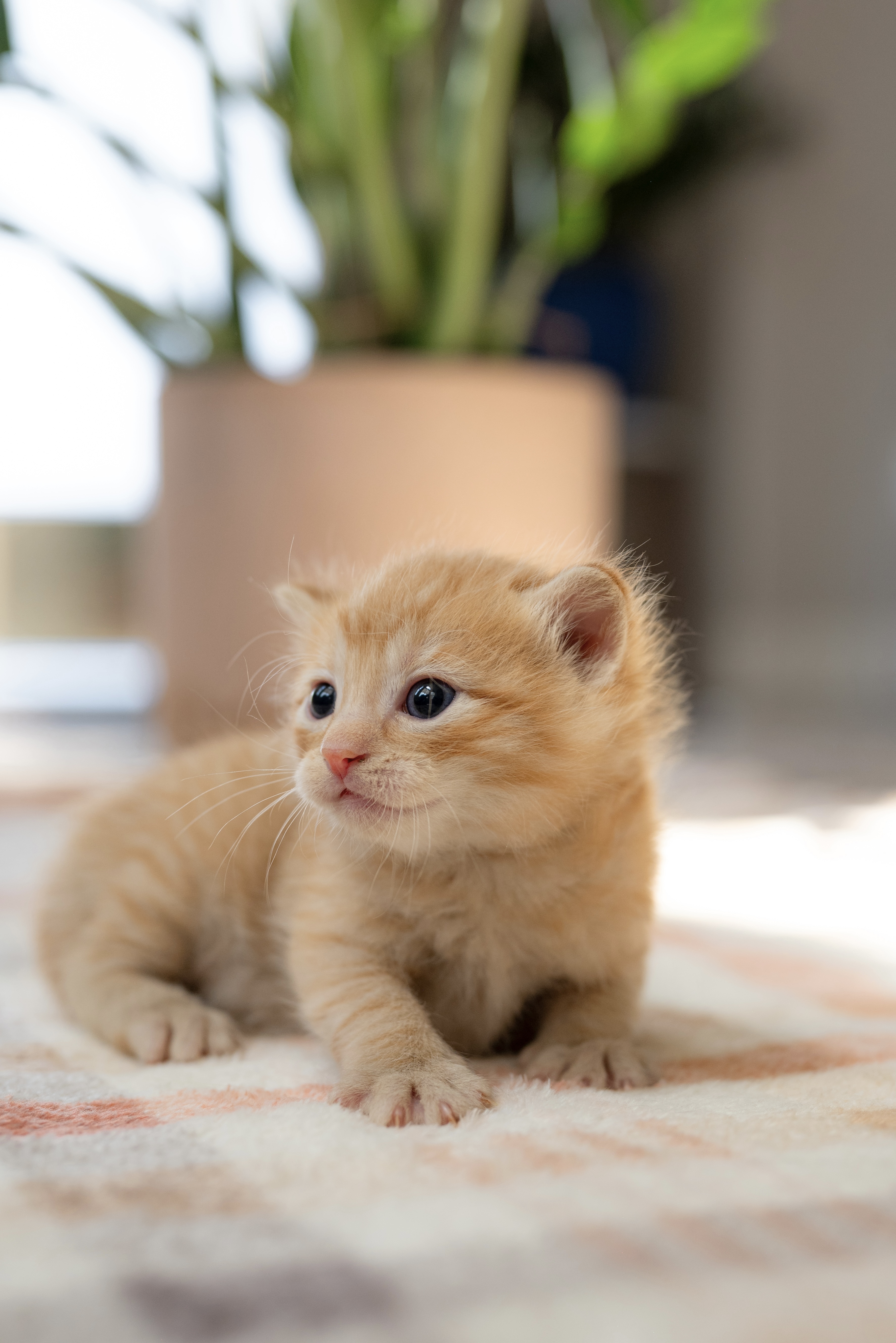Picture of the Animal Listed