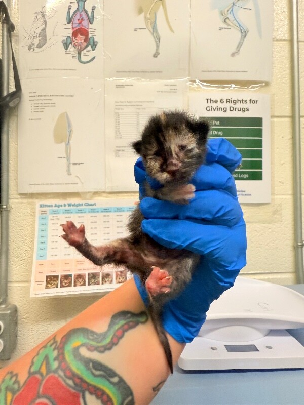 Picture of the Animal Listed