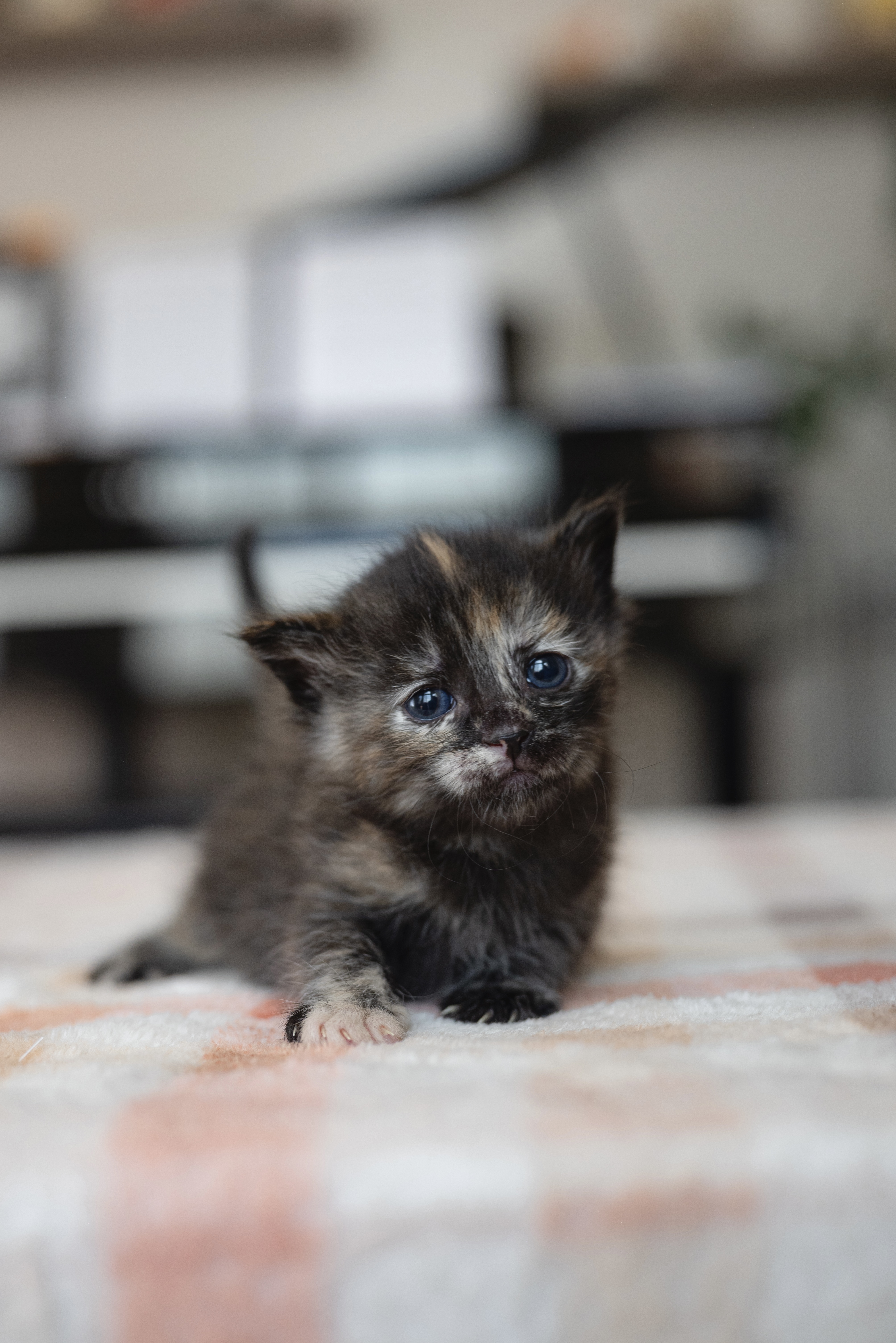 Picture of the Animal Listed
