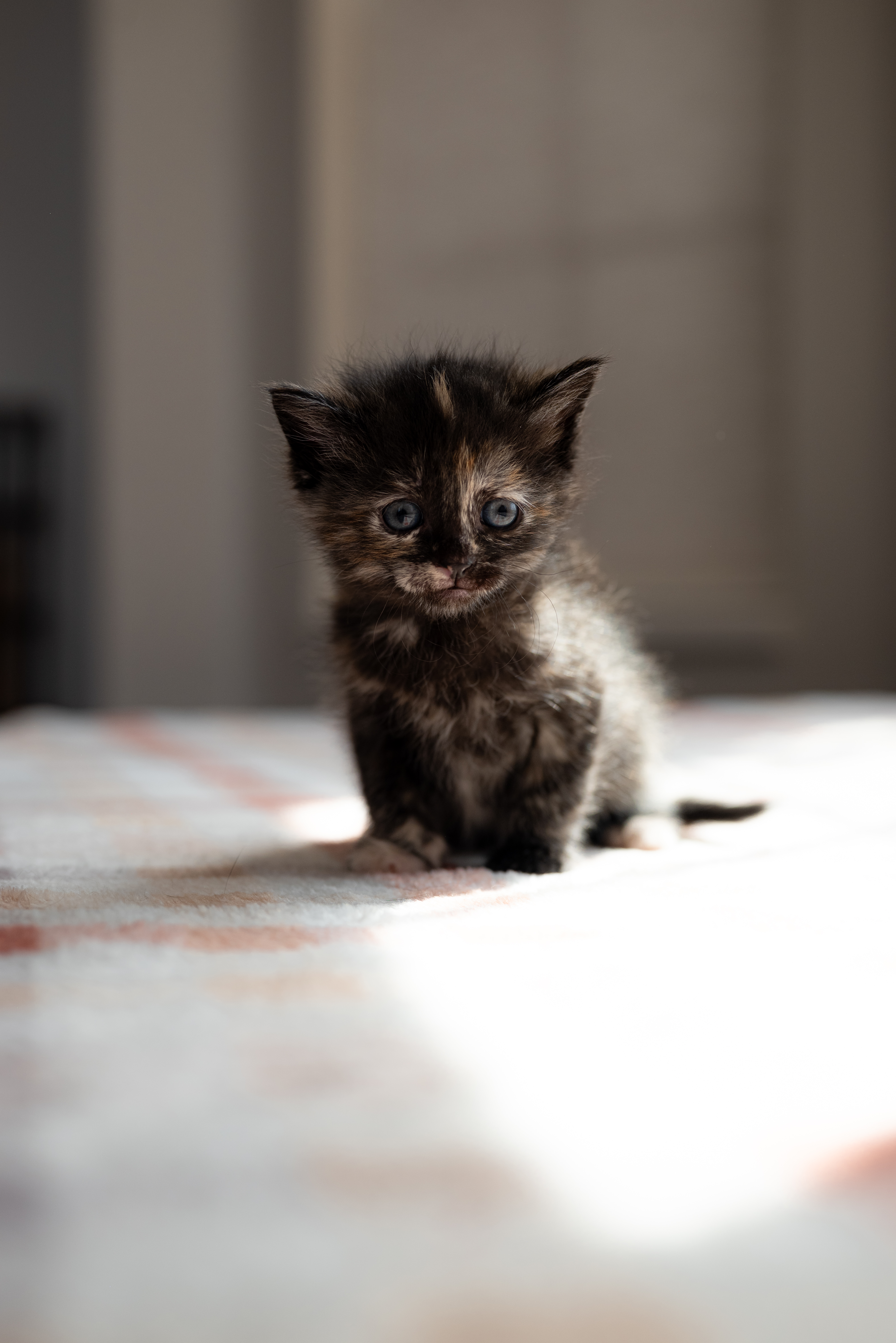 Picture of the Animal Listed