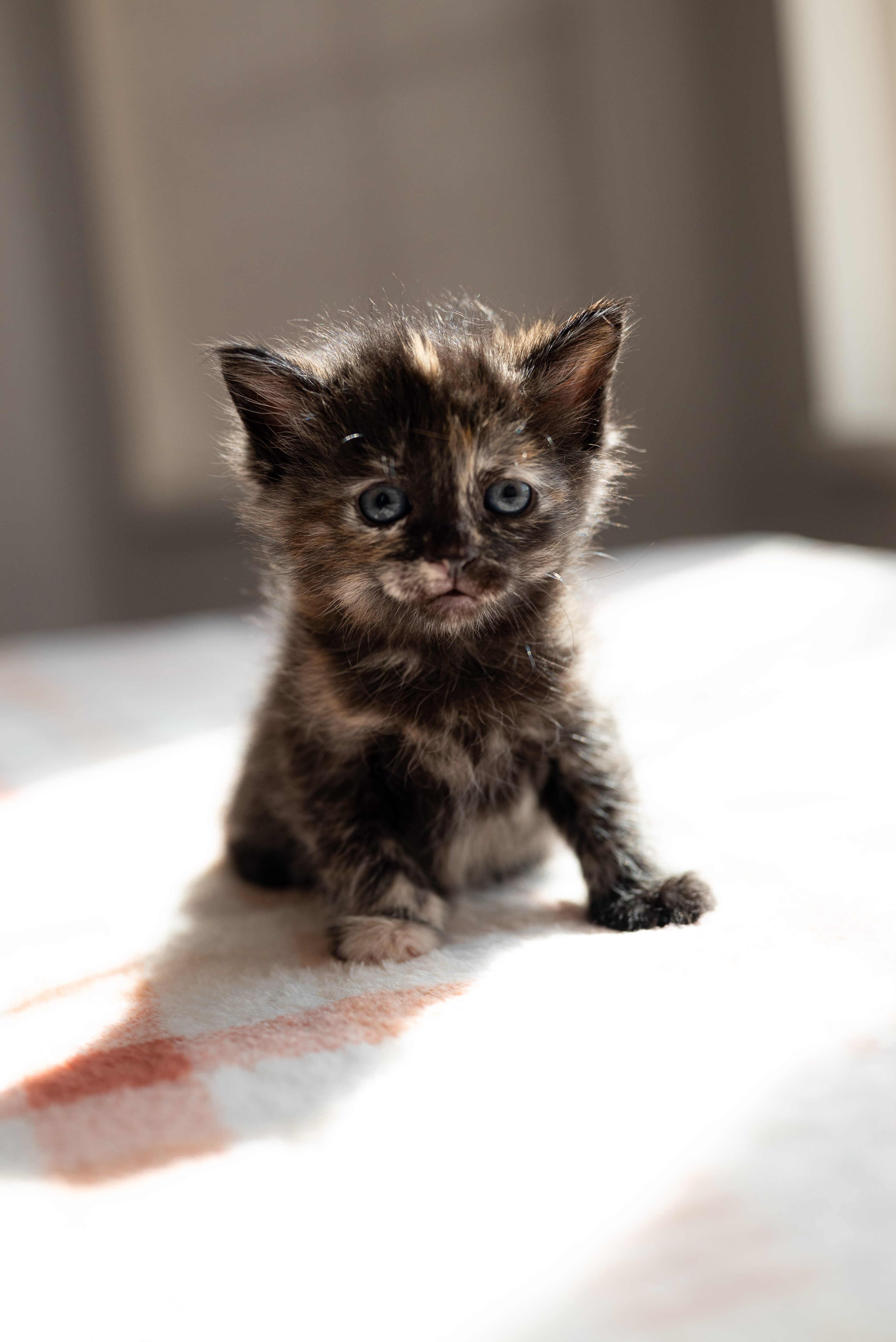Picture of the Animal Listed