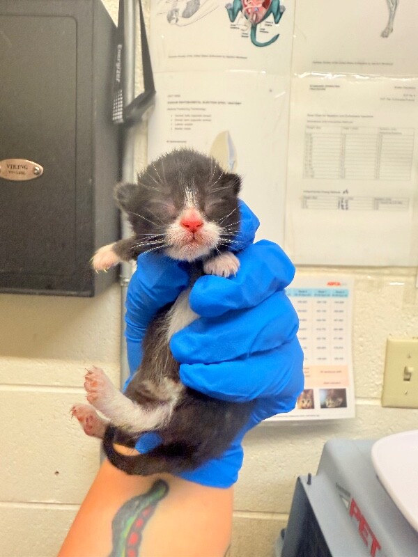 Picture of the Animal Listed