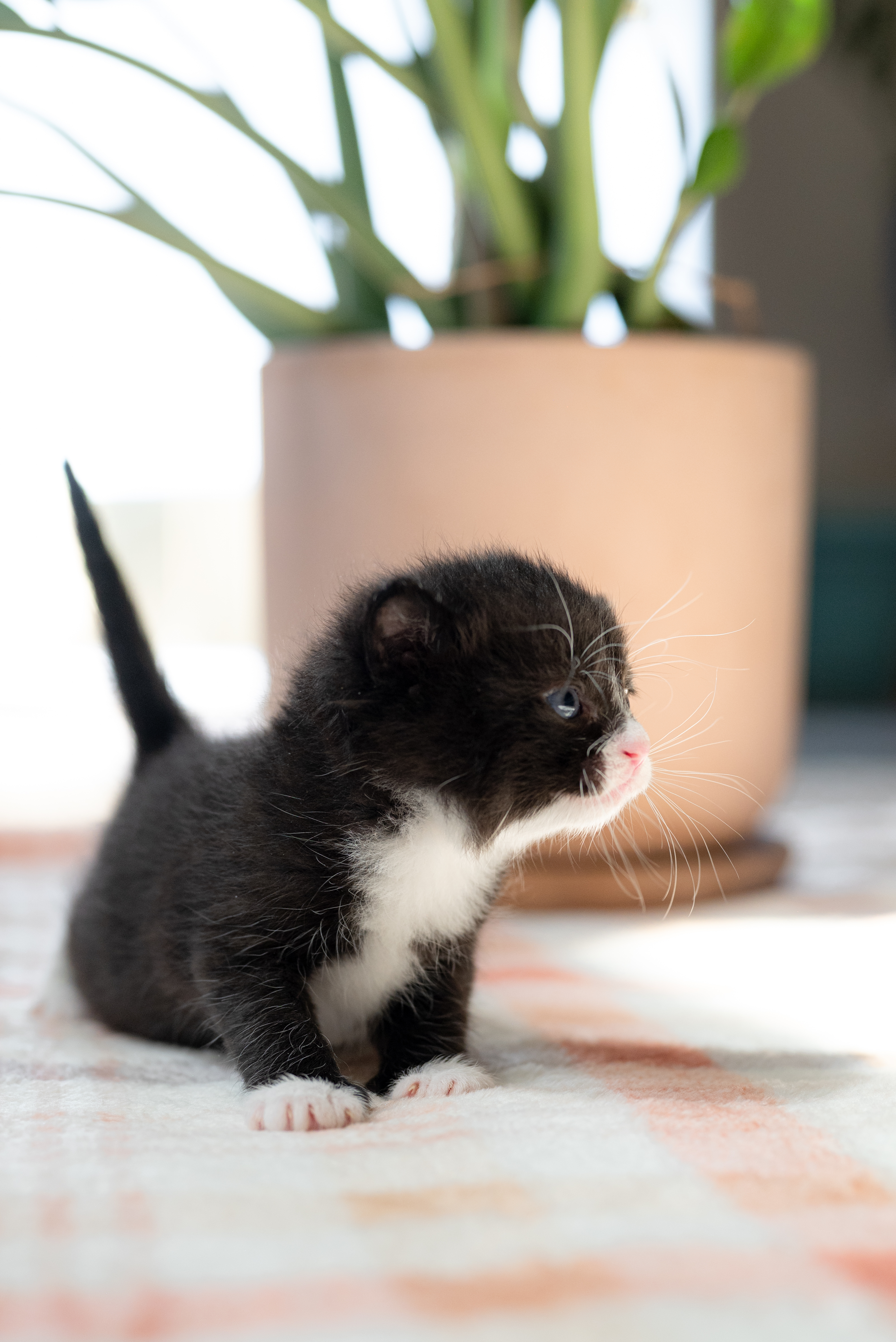 Picture of the Animal Listed