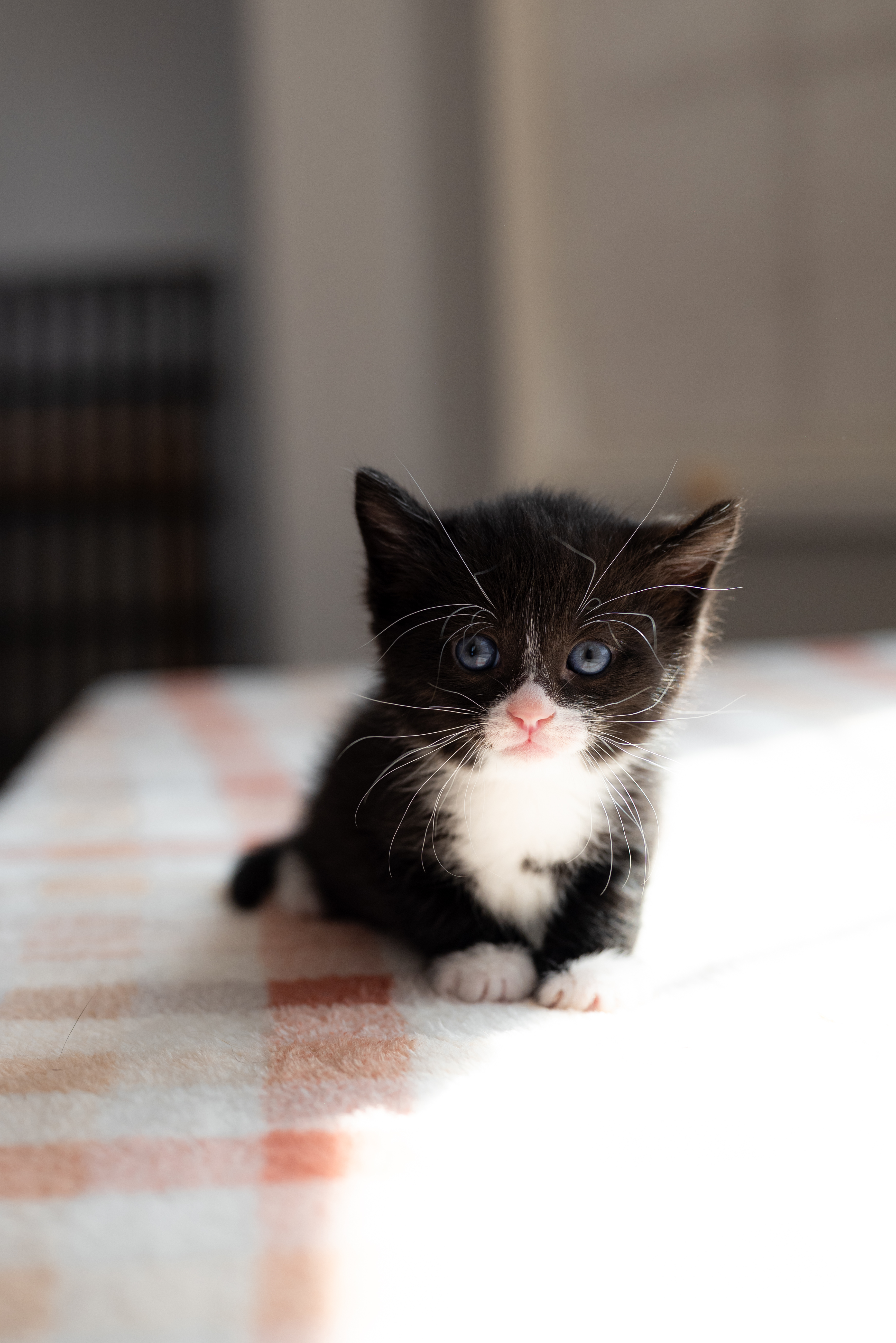 Picture of the Animal Listed