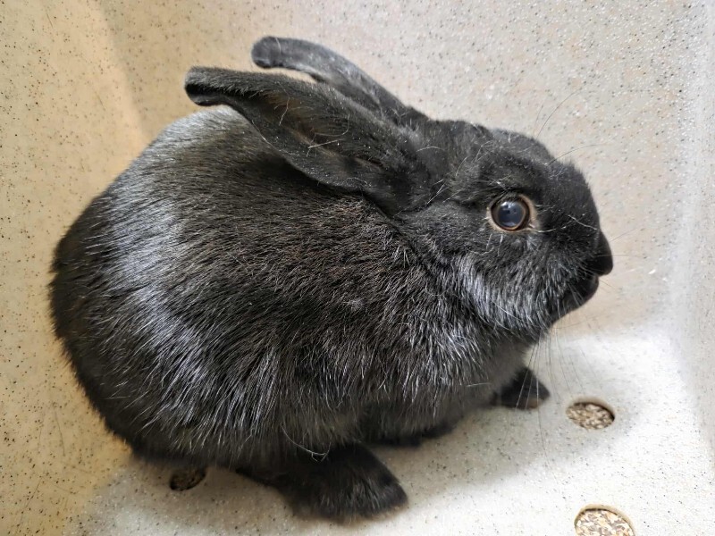 Picture of the Animal Listed