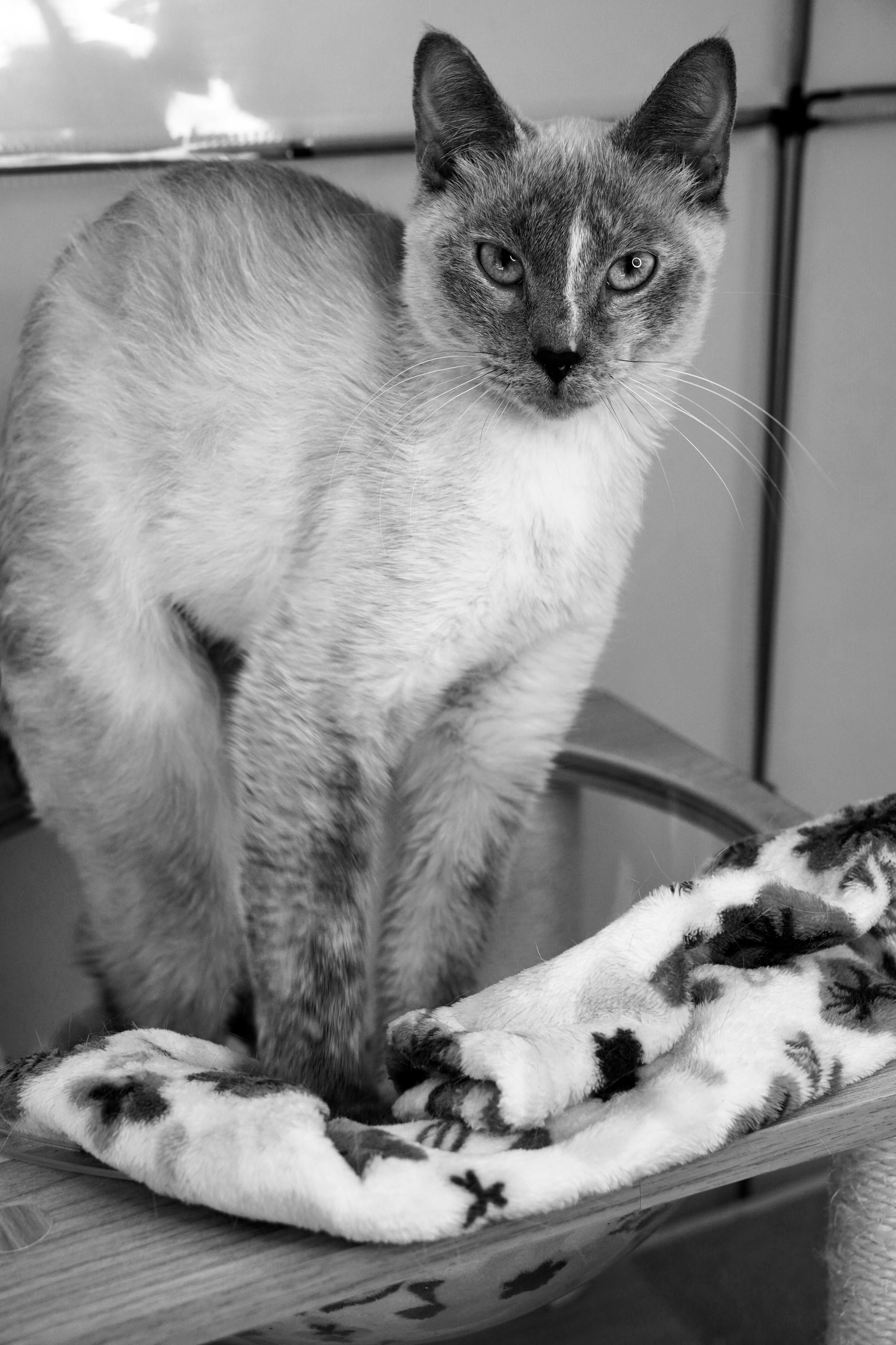 Picture of the Animal Listed