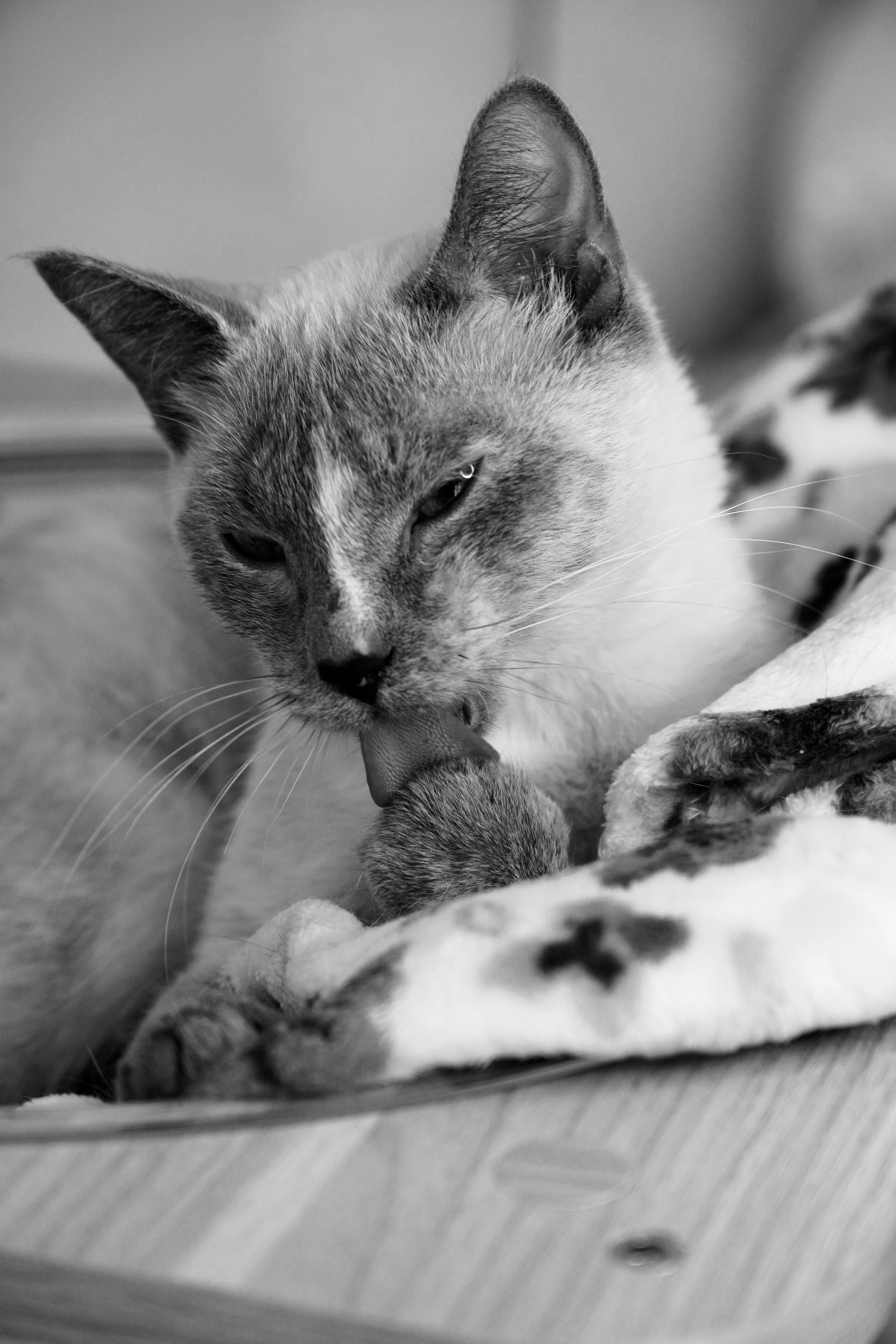 Picture of the Animal Listed