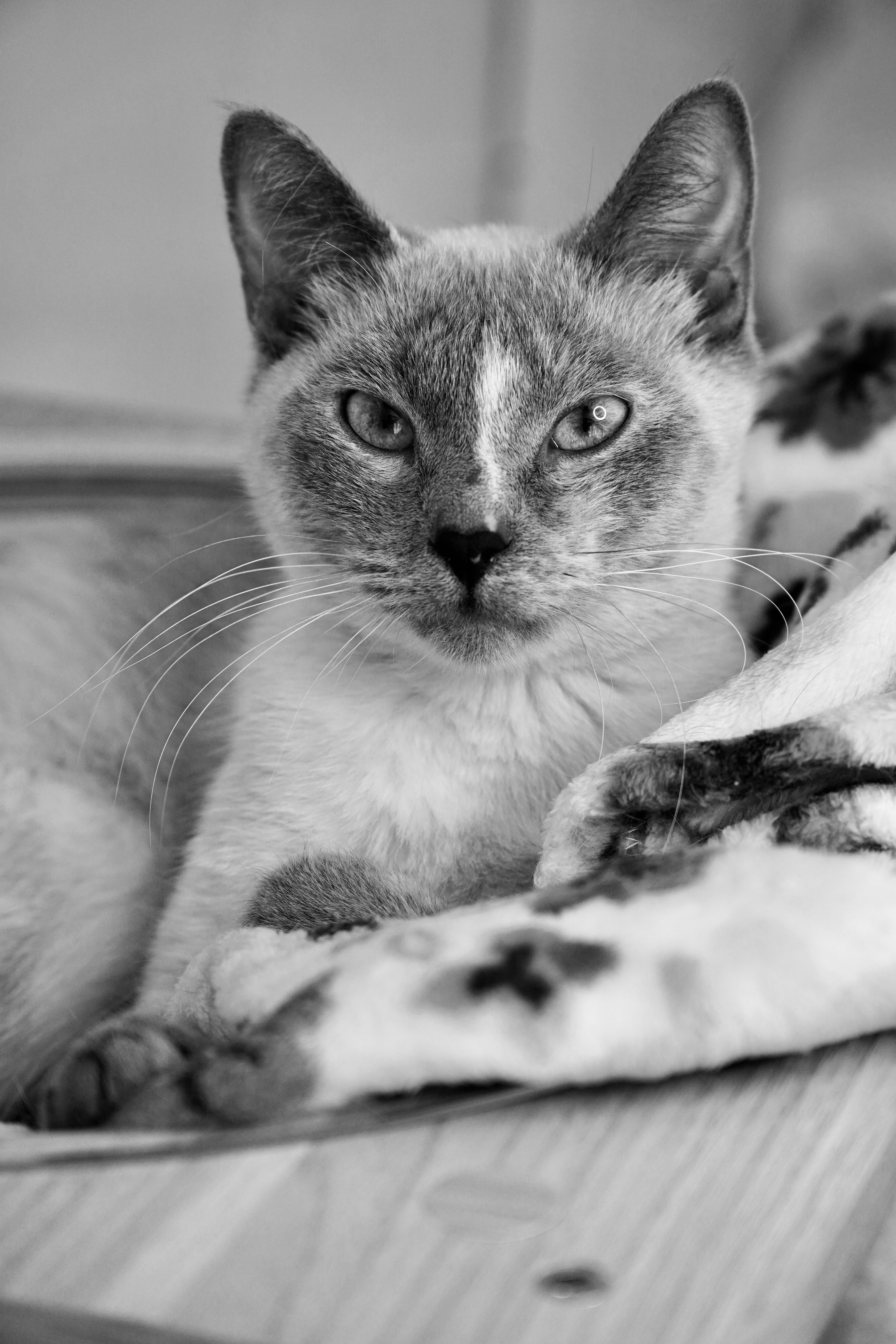 Picture of the Animal Listed
