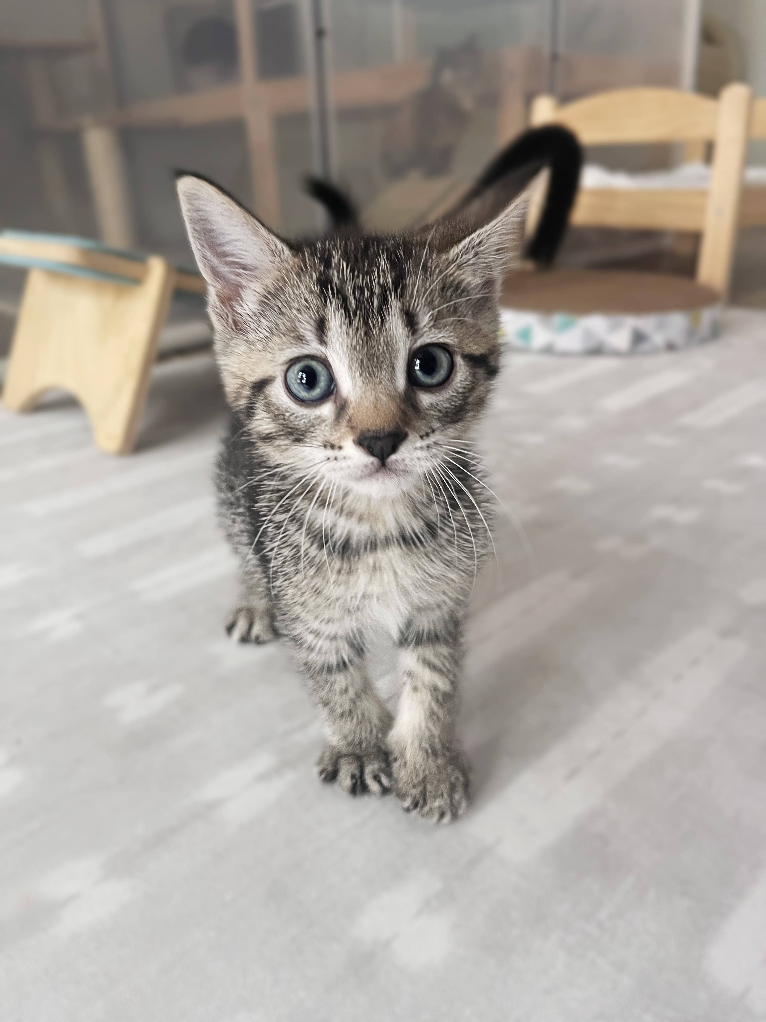 Picture of the Animal Listed