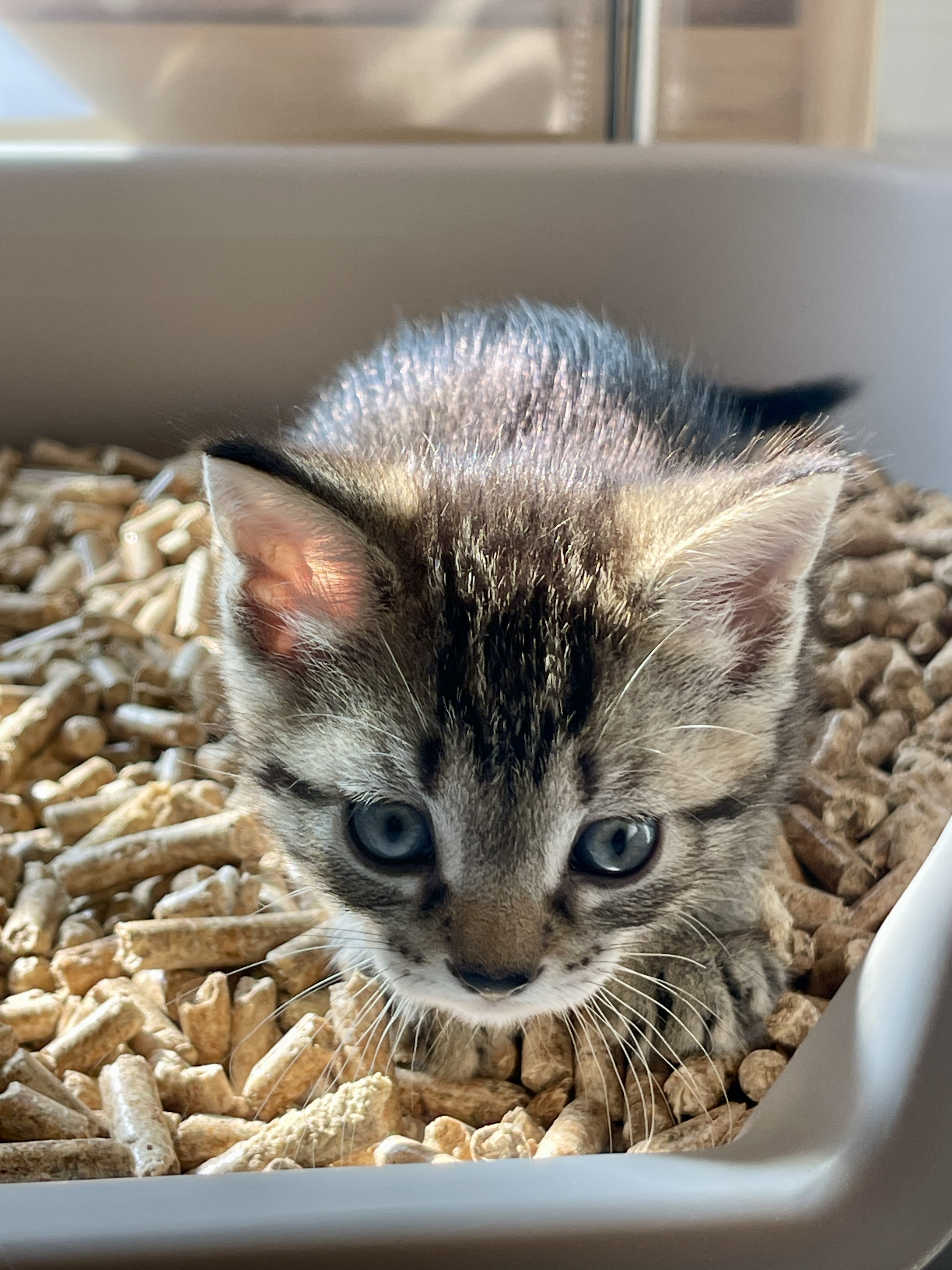 Picture of the Animal Listed