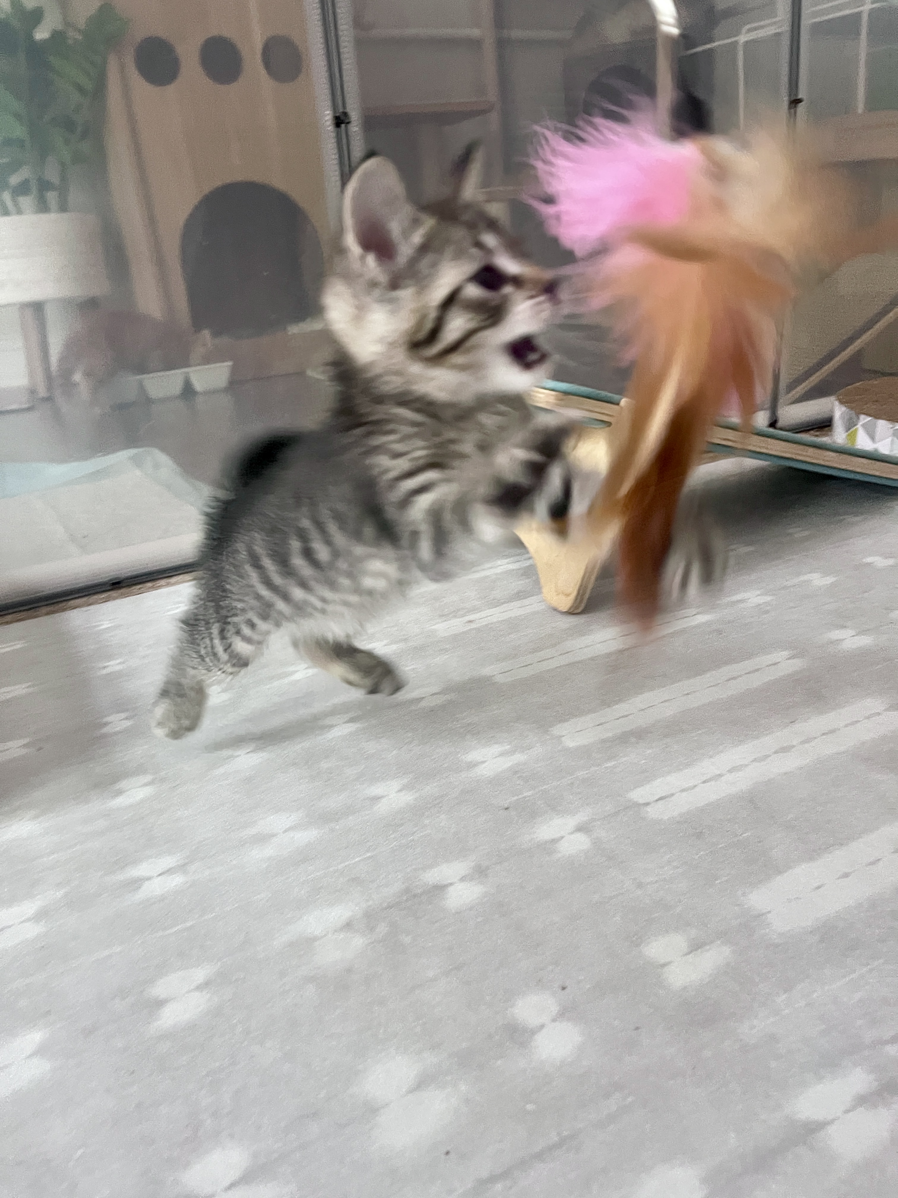 Picture of the Animal Listed