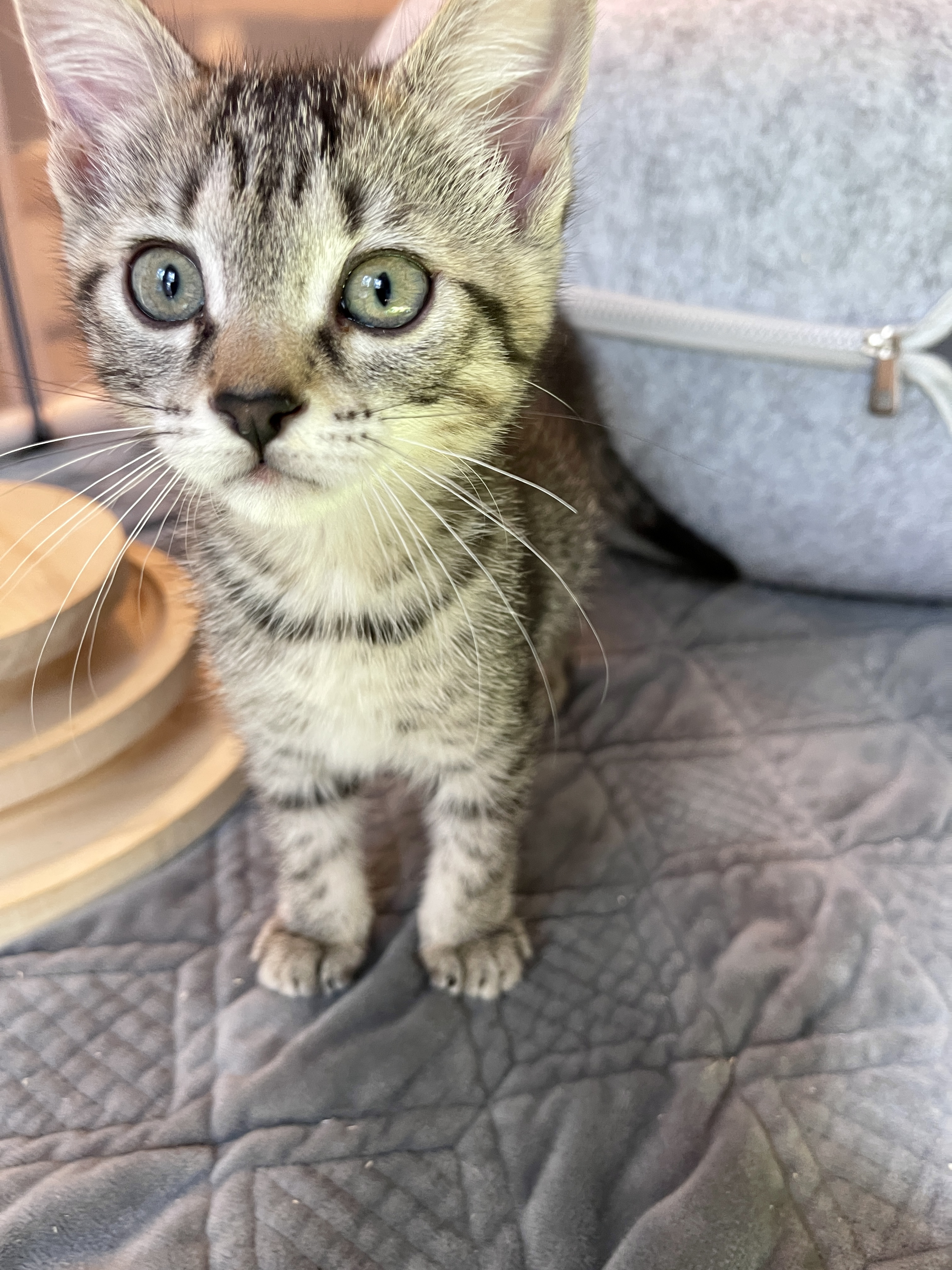 Picture of the Animal Listed