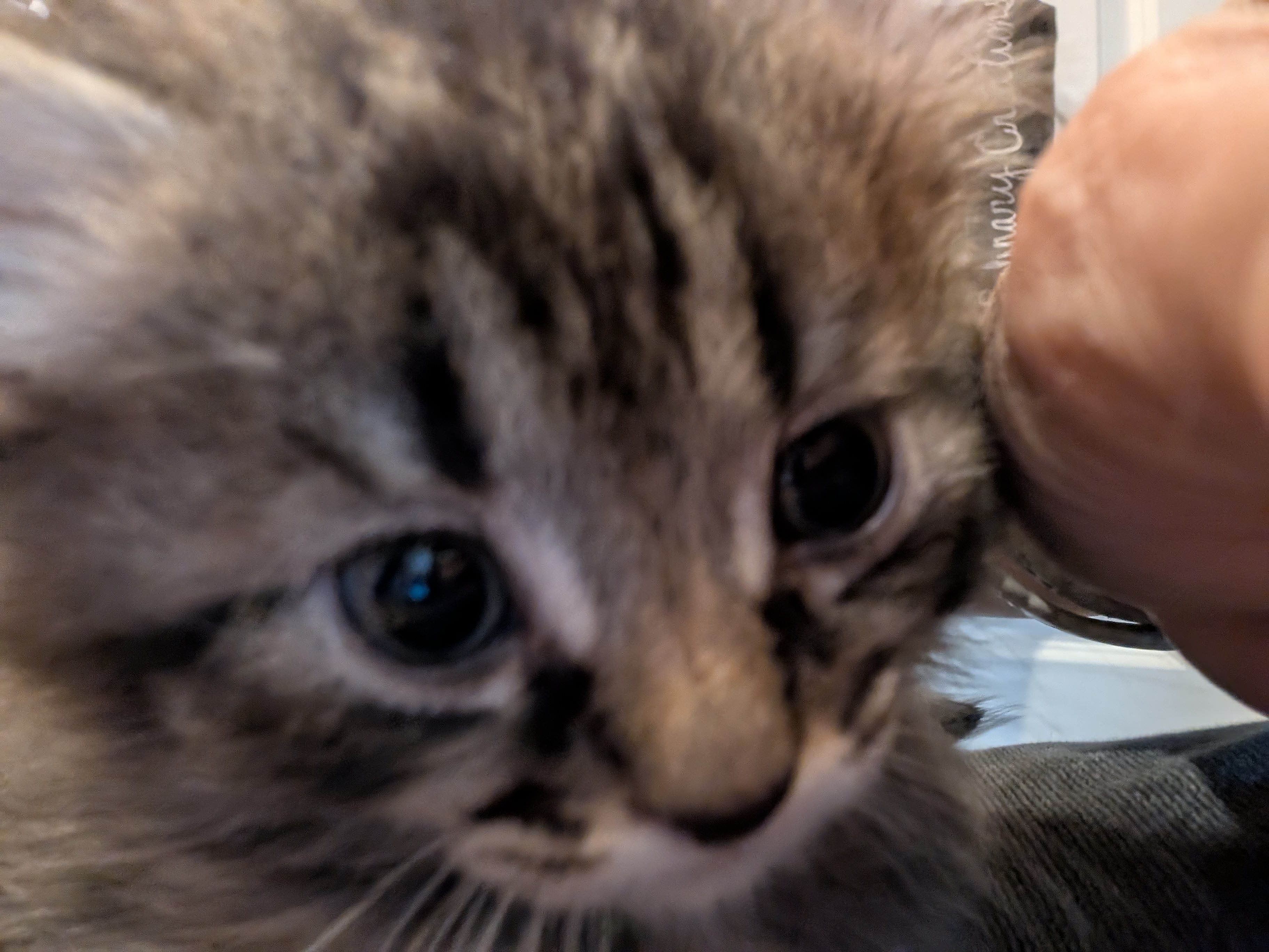 Picture of the Animal Listed