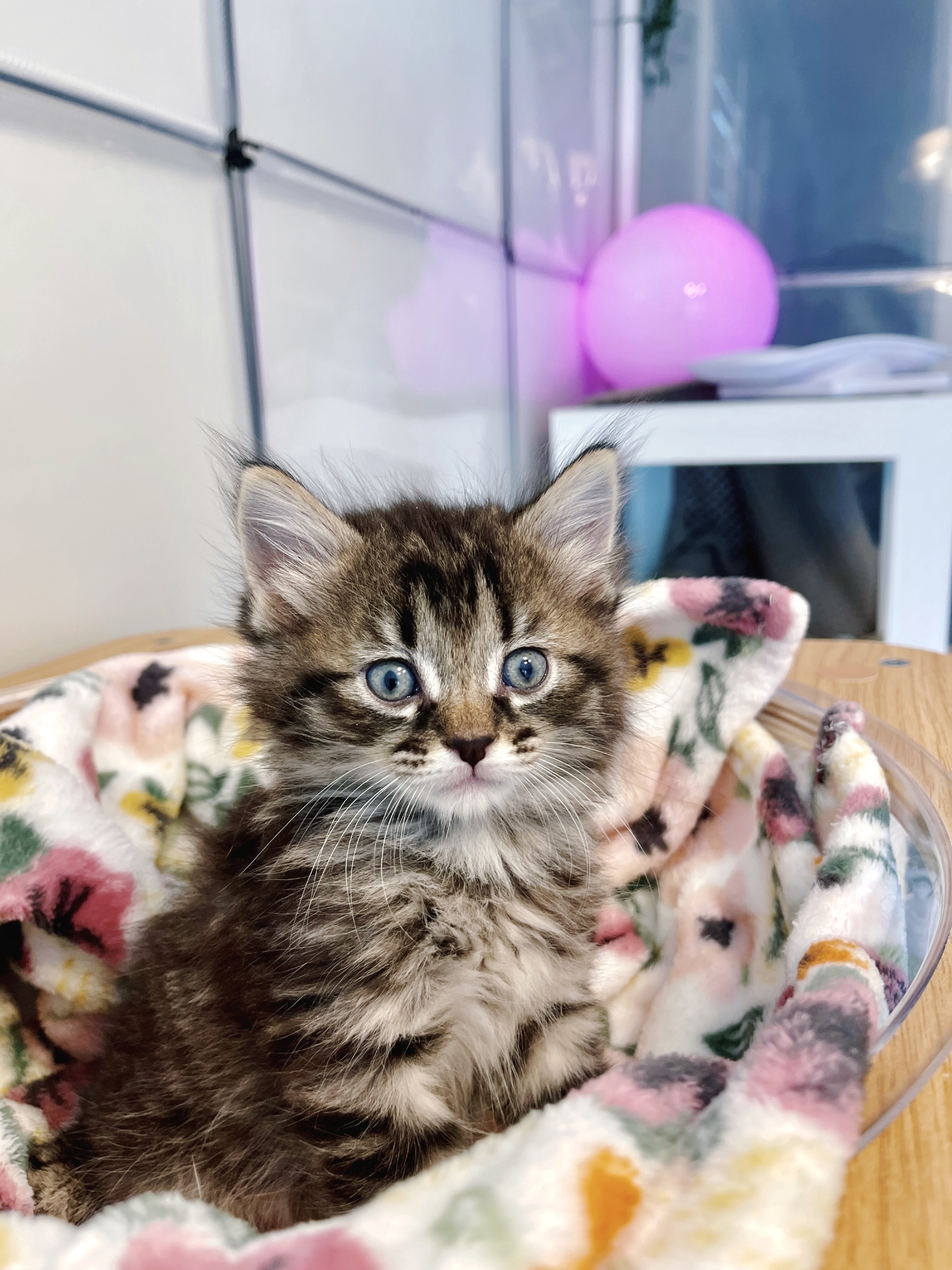 Picture of the Animal Listed