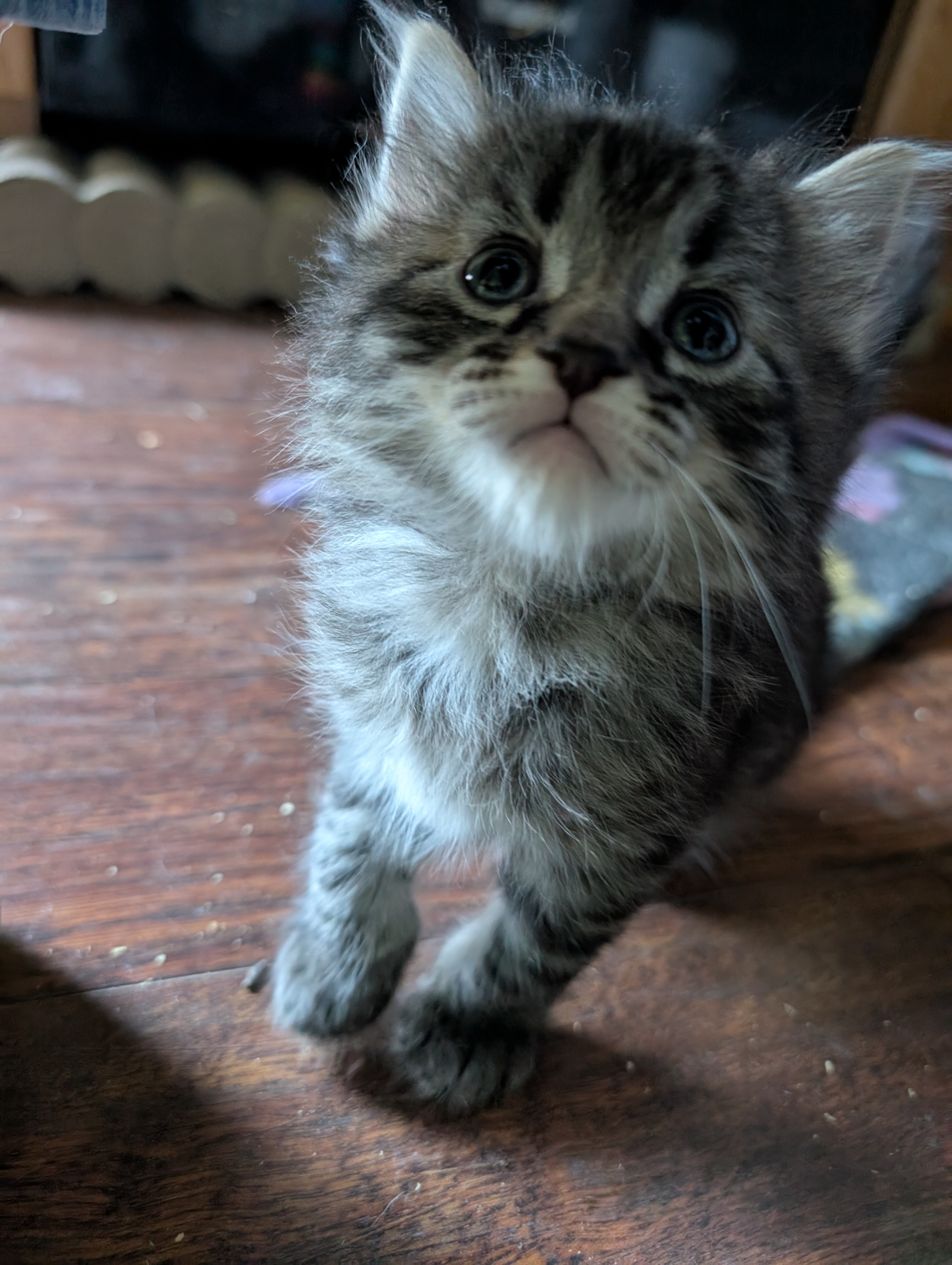 Picture of the Animal Listed