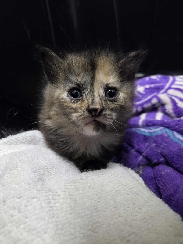 Picture of the Animal Listed