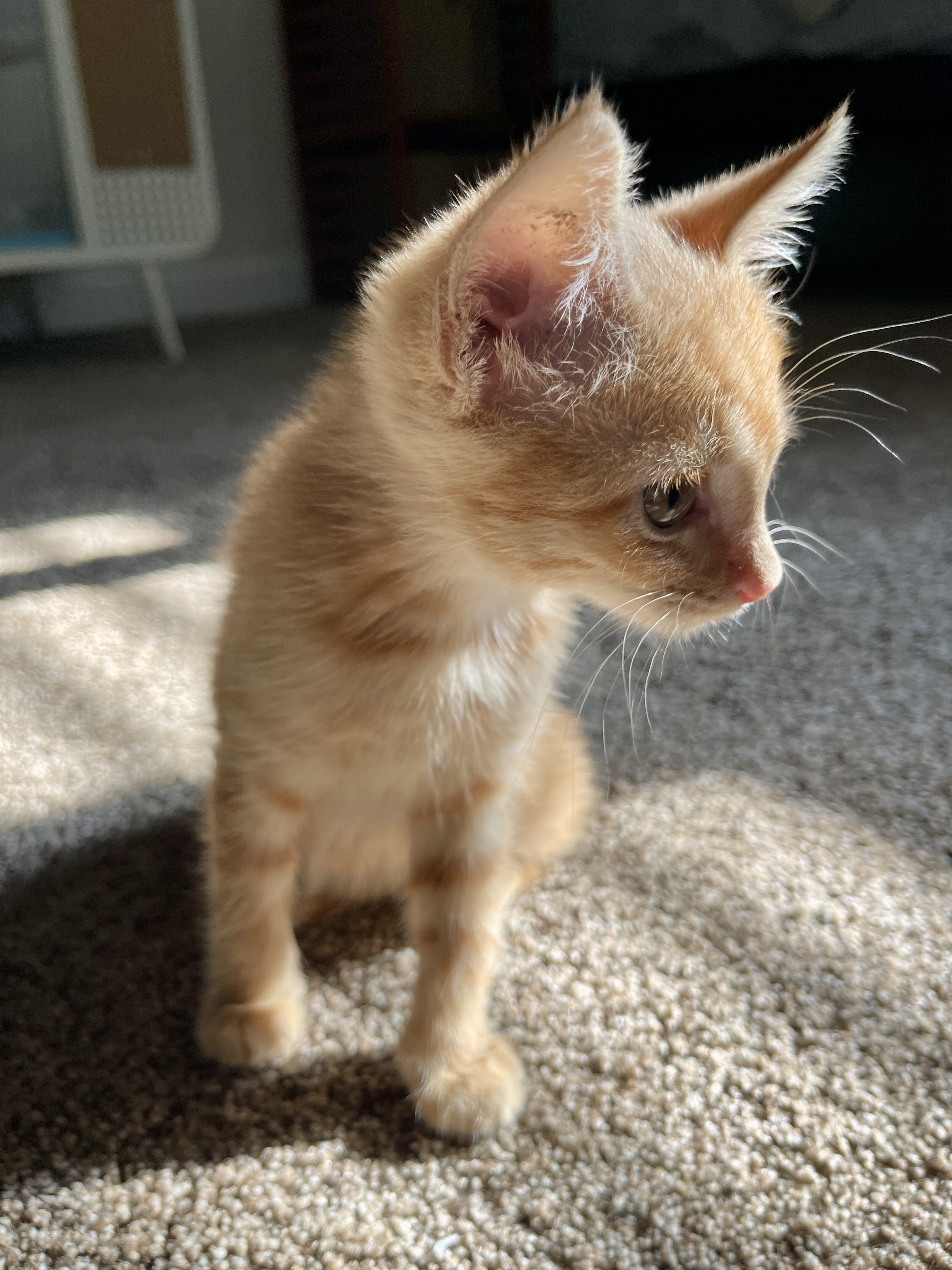 Picture of the Animal Listed