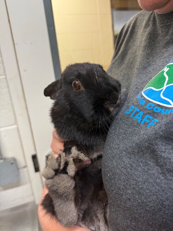 Picture of the Animal Listed