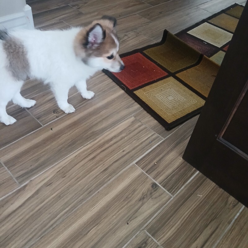 Picture of the Animal Listed