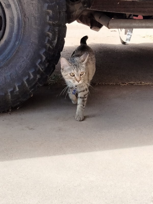 Picture of the Animal Listed