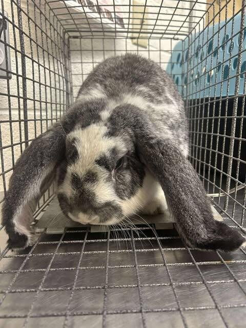 Picture of the Animal Listed