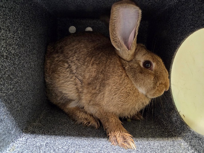 Picture of the Animal Listed