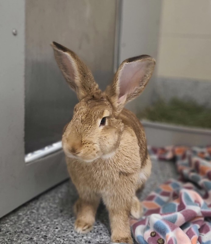 Picture of the Animal Listed