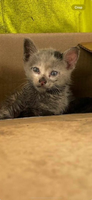 Picture of the Animal Listed