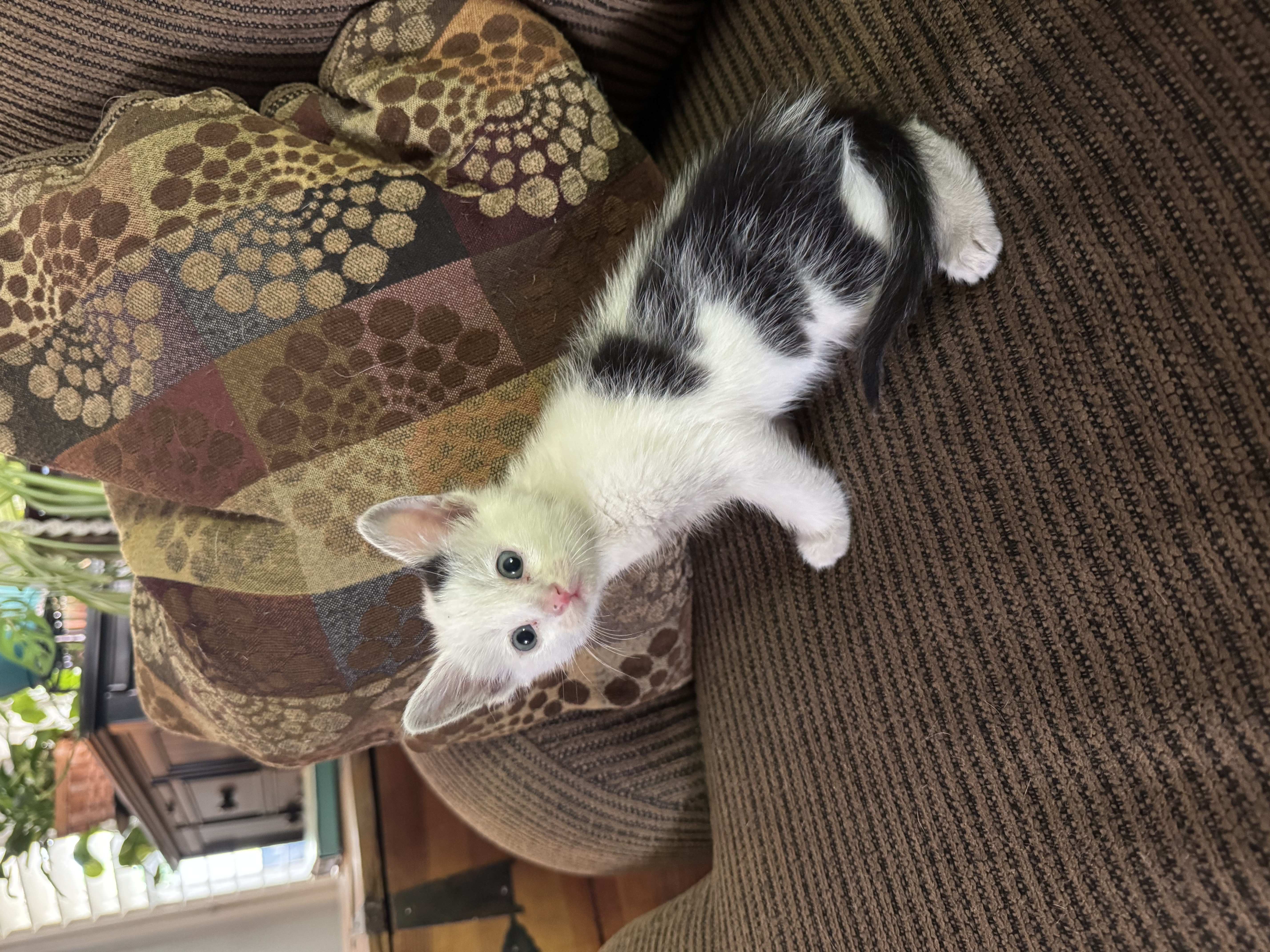 Picture of the Animal Listed