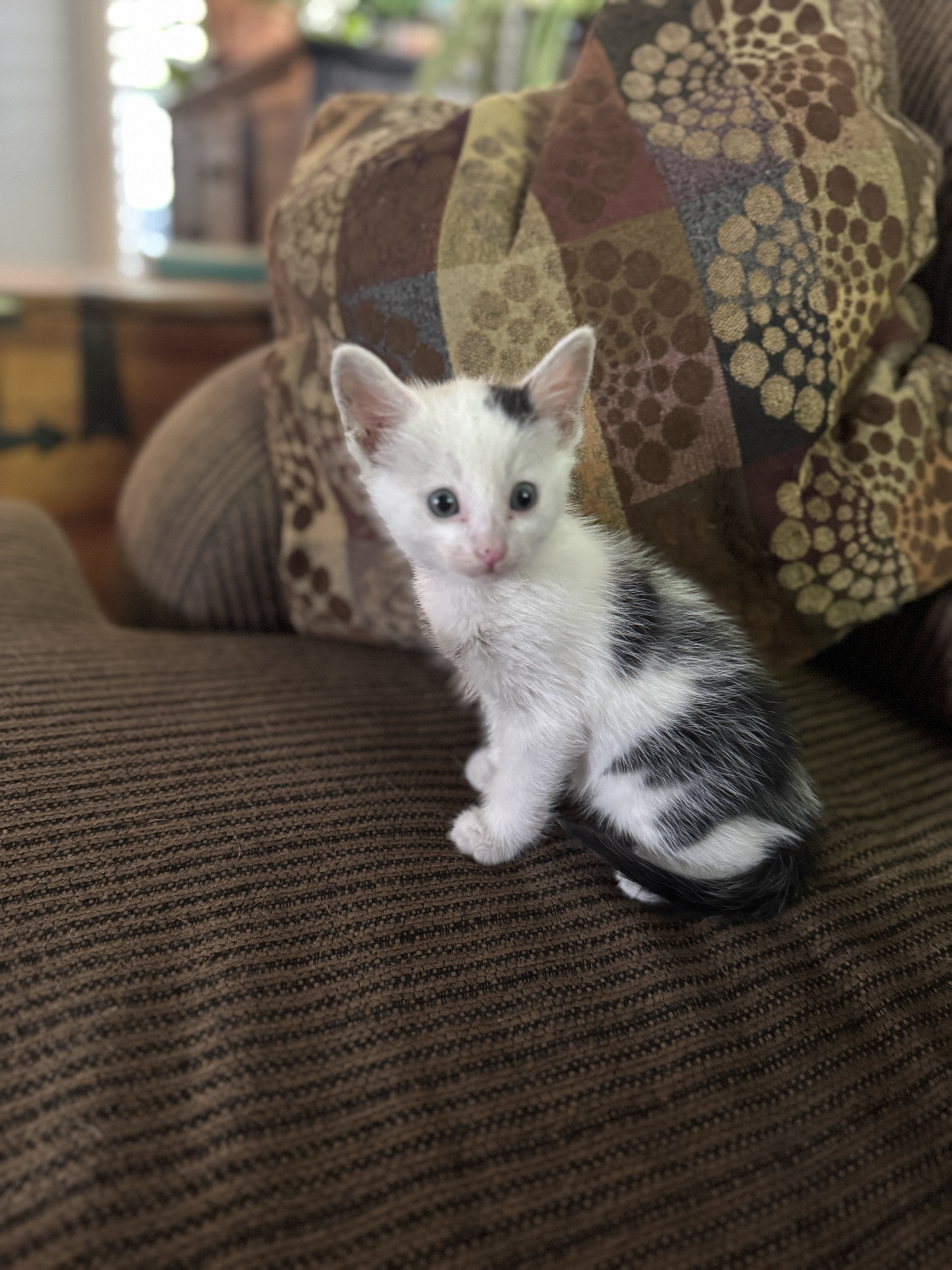 Picture of the Animal Listed